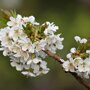 Kersenboom 'Stella' leivorm laag (zelfbestuivend)